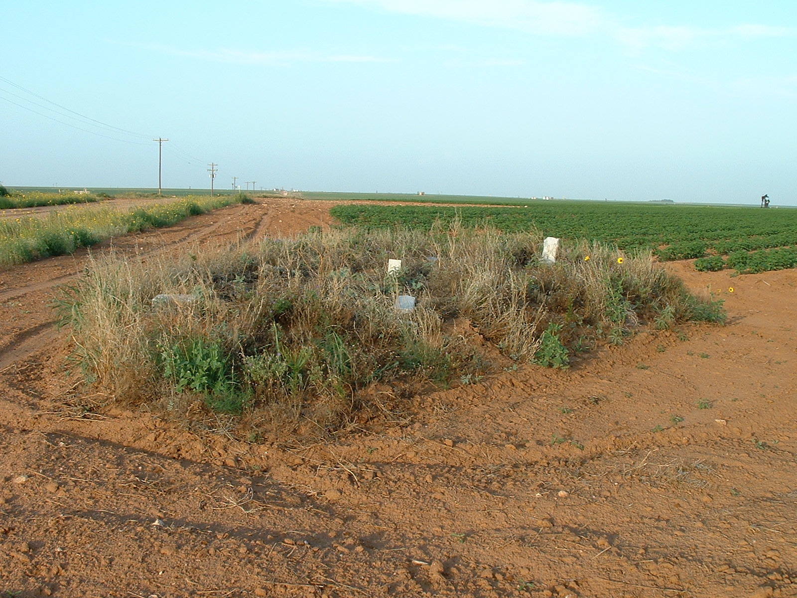Plainview Cemetery, Dawson County, Texas