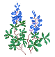 bluebonnets