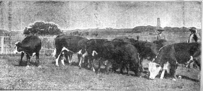 Cattle
